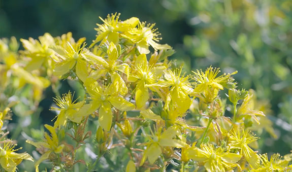 365体育官网_365体育亚洲官网